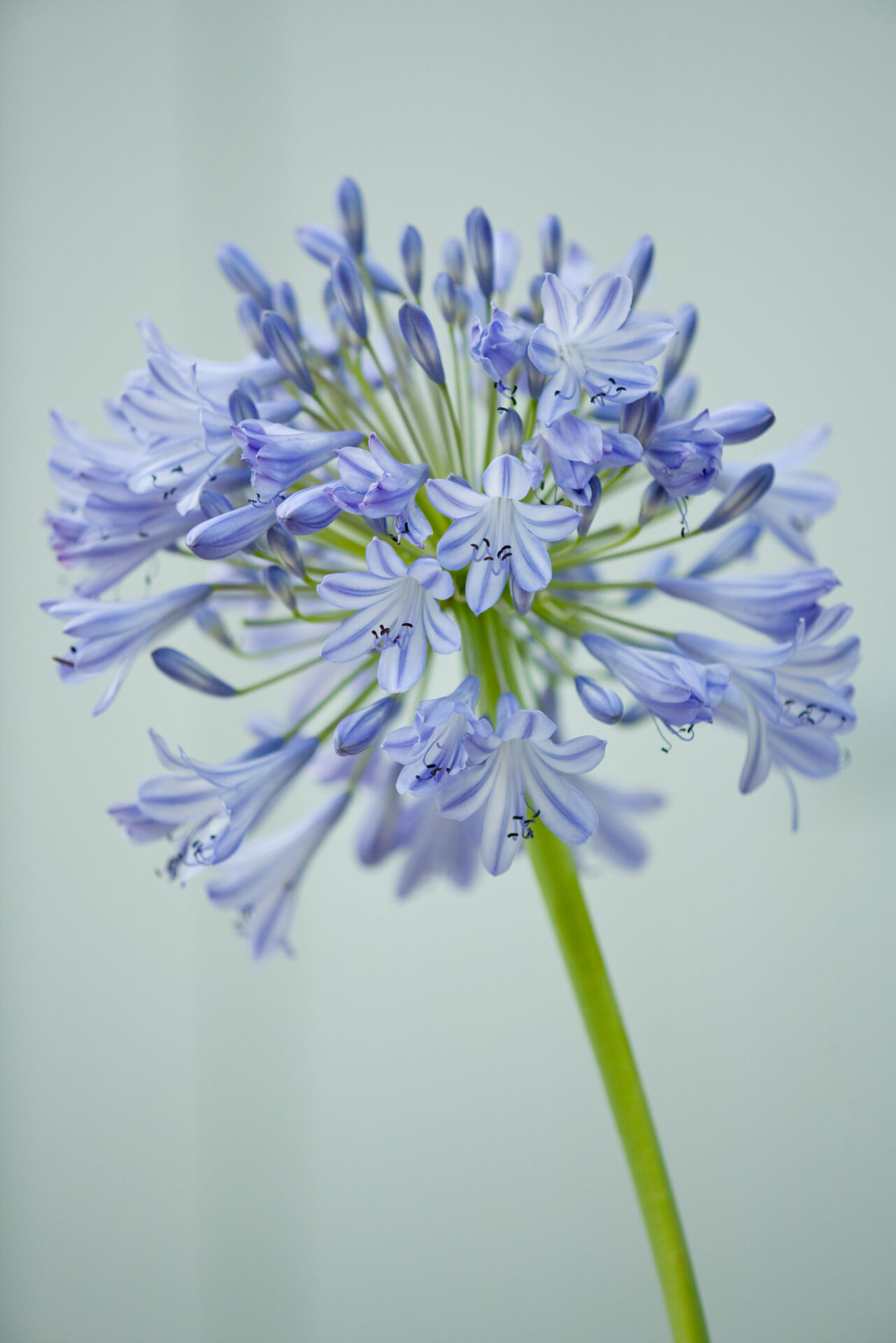 Closeup of Agapanthus, the Rou Estate, Zeferos House