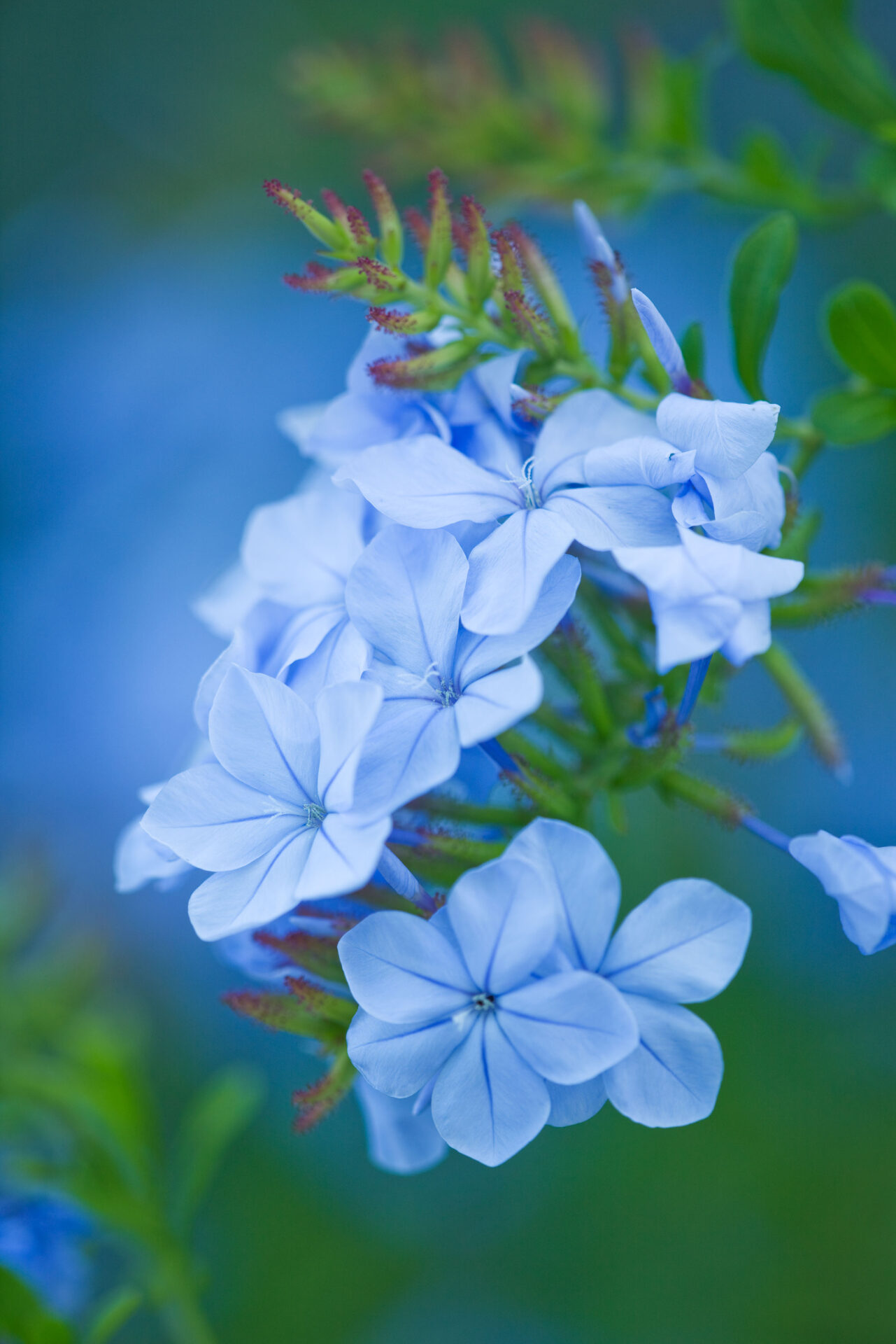 The Rou Estate, Corfu, Closeup of Plumbago