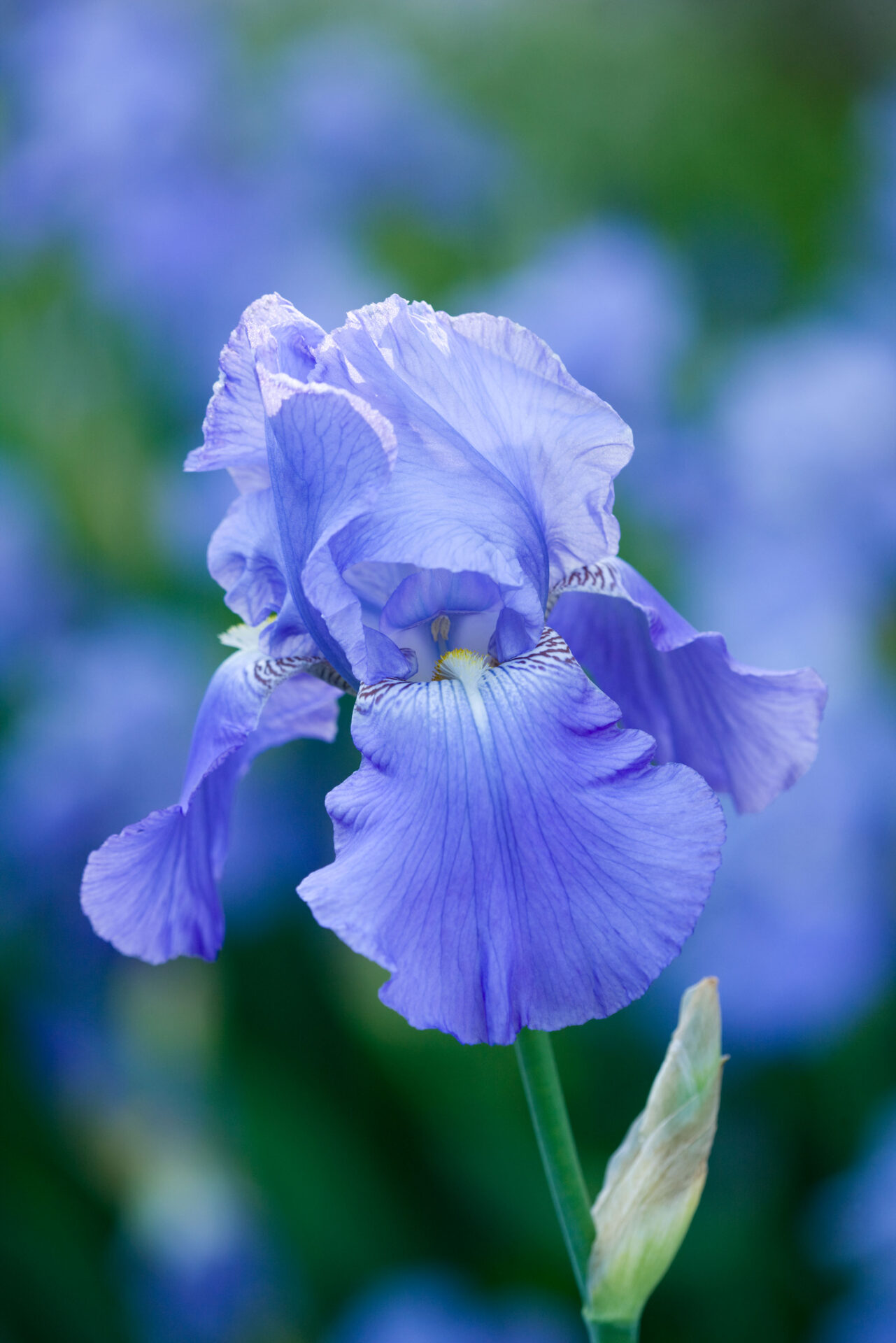 THE ROU ESTATE, CORFU: CLOSE UP OF BLUE IRIS