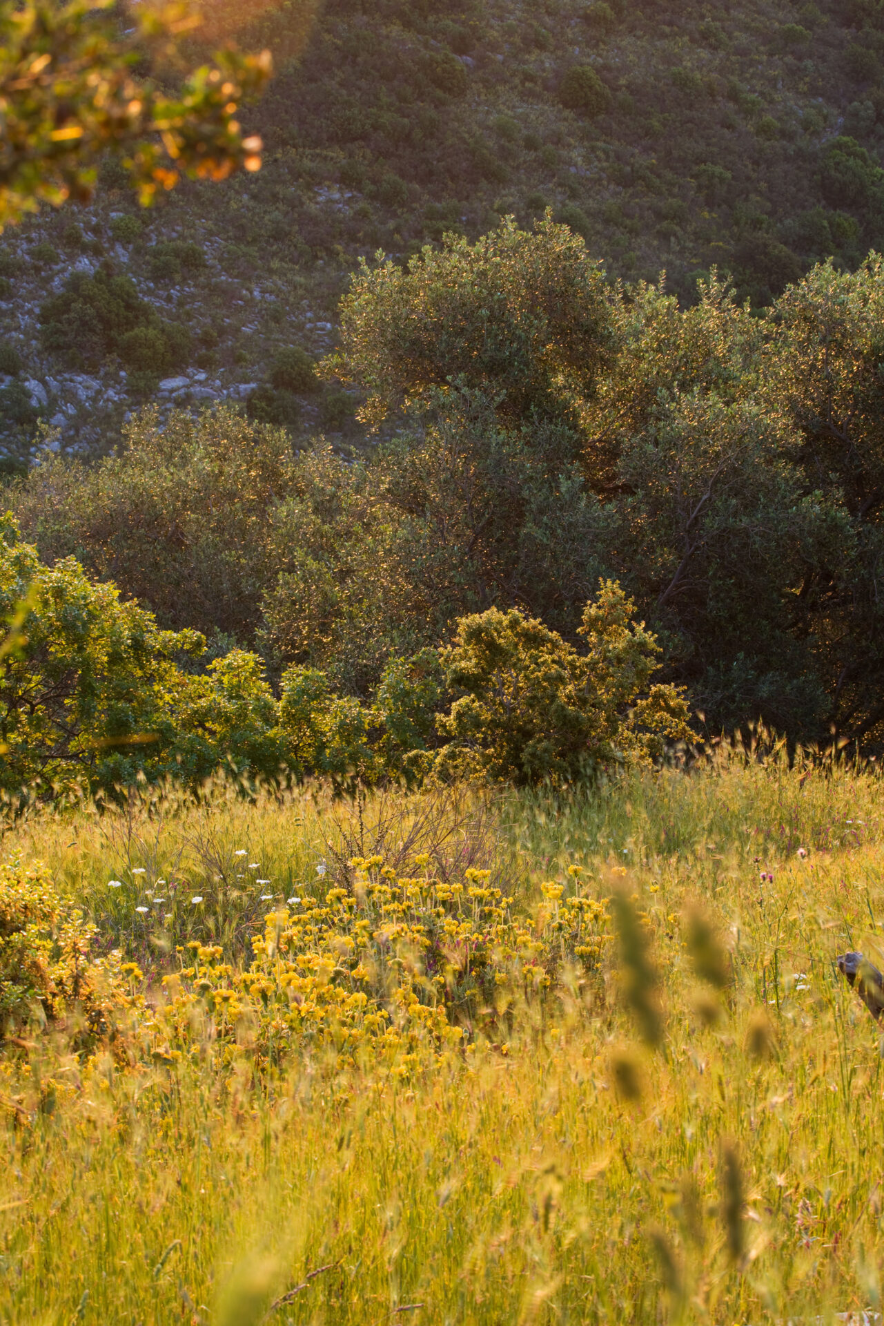 THE ROU ESTATE, CORFU: WILDFLOWERS IN THE HILLS BESIDE THE ROU ESTATE