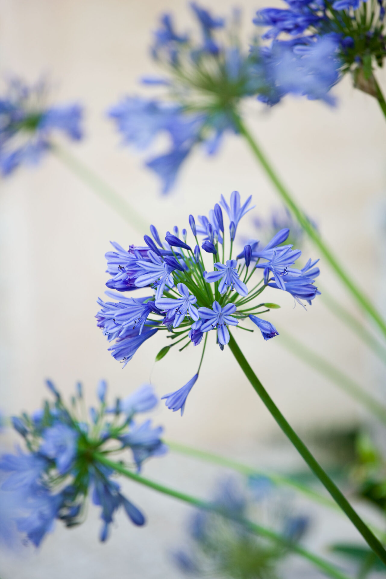 THE ROU ESTATE, CORFU, GREECE: DESIGNER: DOMINIC SKINNER - MEDITTERANEAN STYLE GARDEN - CLOSE UP OF AGAPANTHUS