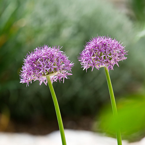 The Rou Estate, Corfu, 2 Flowers