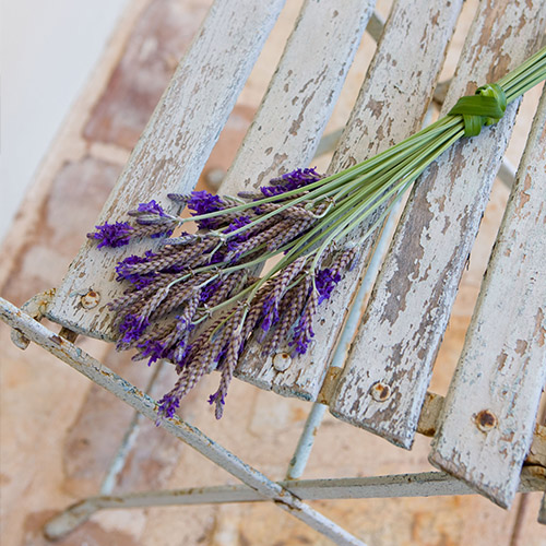 The Rou Estate, Corfu, Flower