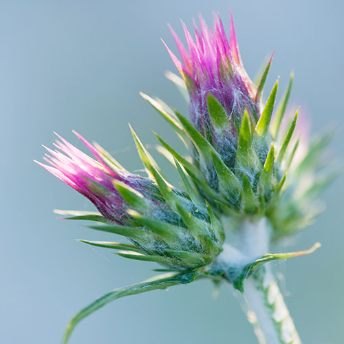 The Rou Estate, Corfu, Flowers buds